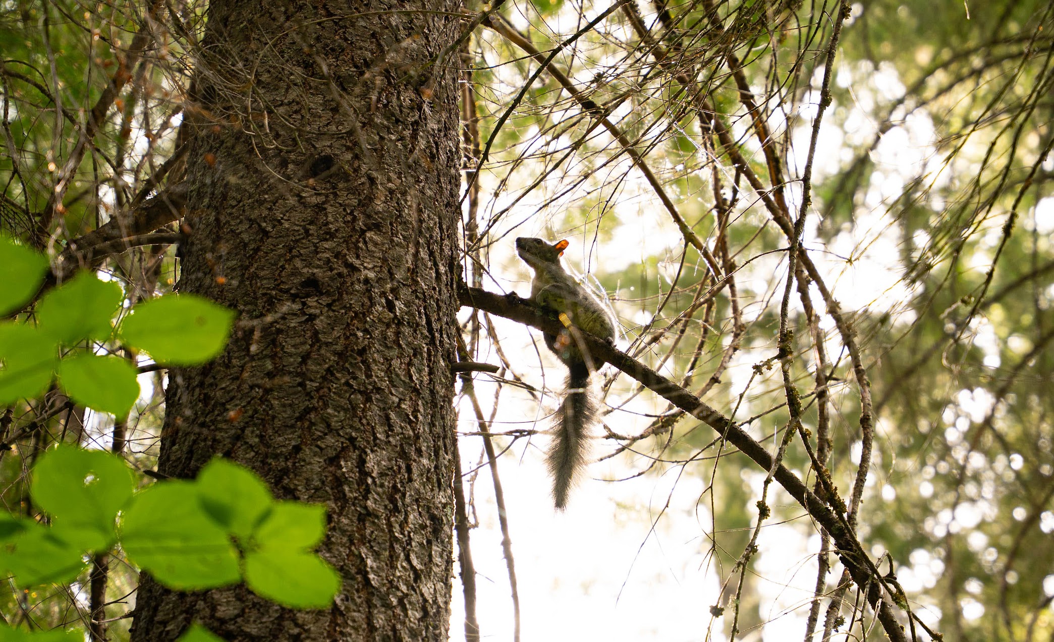 A squirrel in a forest tree