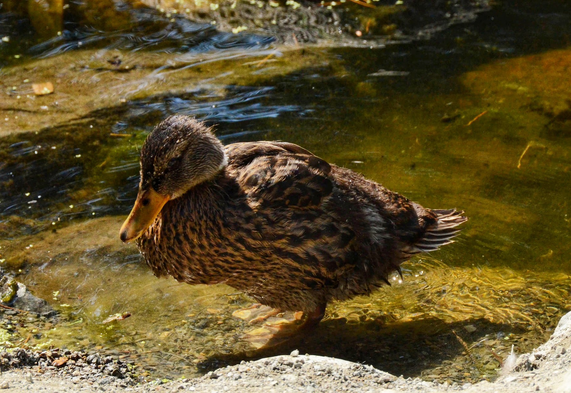 A duck by the water